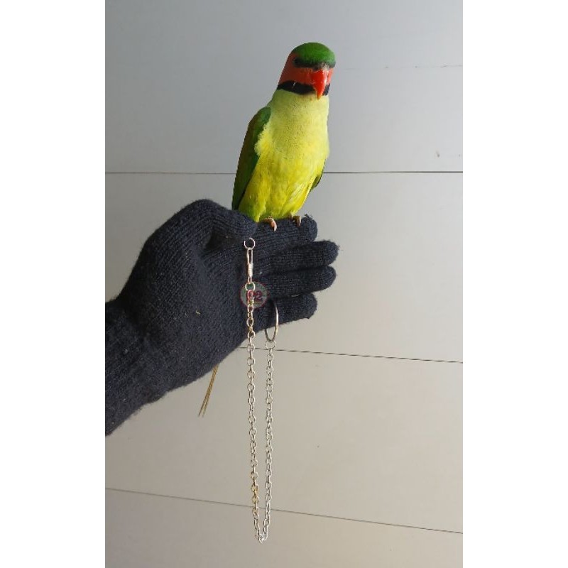 RANTAI BURUNG BETET RANTAI BURUNG NURI KEPALA HITAM RANTAI BURYNG TANAU RANTAI SUN CONURE RANTAI IND