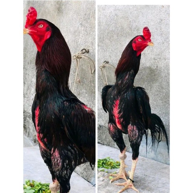 

JUAL TELUR AYAM BANGKOK SAMOAN ASELL PAKET 5 BUTIR