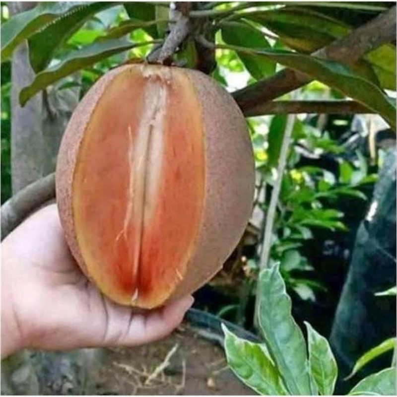 bibit sawo jumbo cepat berbunga dan berbuah live