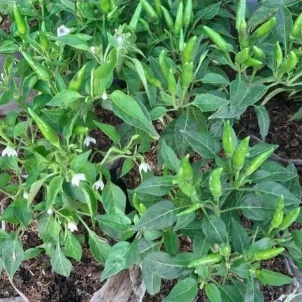 bibit pohon cabe setan berbuah/pohon cabe rawit pedas