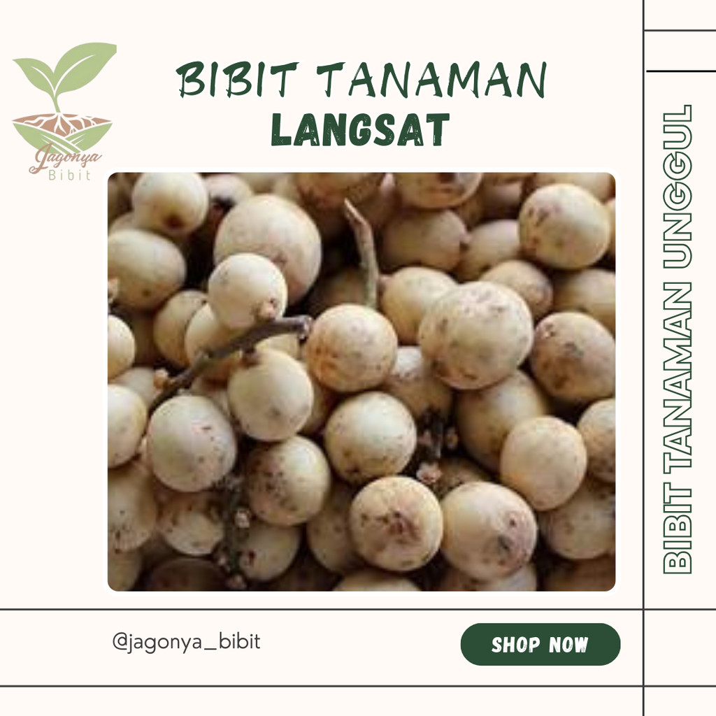 Bibit Langsat Bibit Buah Langsat Super Berkualitas[ SIAP KIRIM ]
