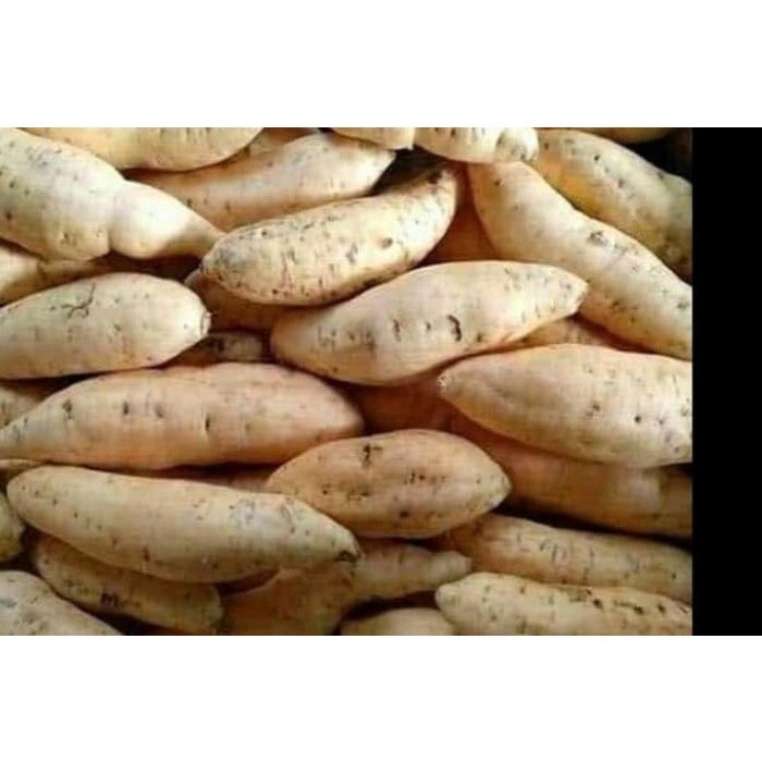 

Ubi Putih 500 gr