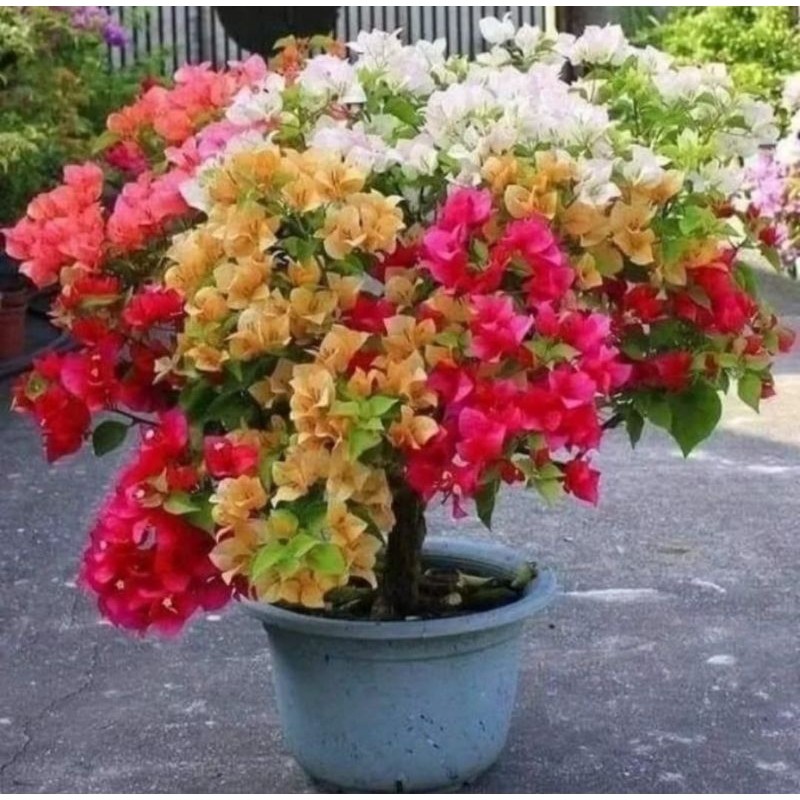 Tanaman Bougenville Bunga Kertas Import Termurah Dan Terlaris / Bugenvil Bunga Kertas Import