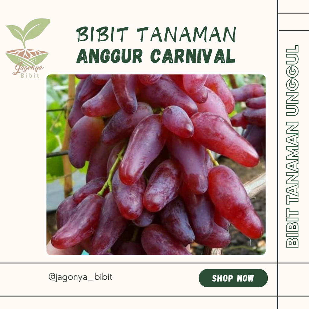 

Bibit Anggur Carnival Karnival Grafting Indukan Super Cepat Berbuah