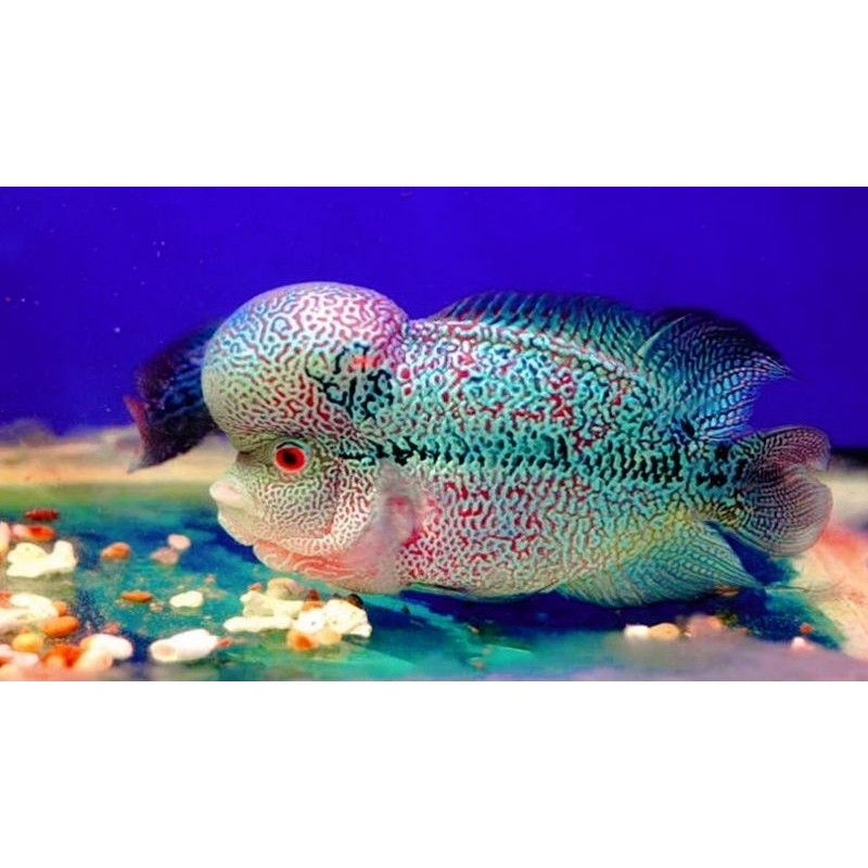 Burayak Louhan Cencu x Cencu size 3cm