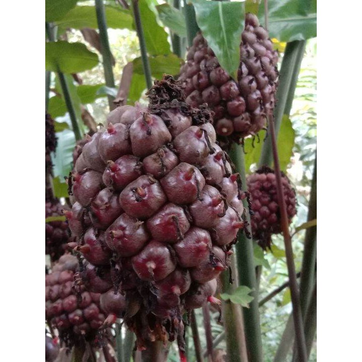 

buah honje merah /honje LAKA segar fresh 1 kg siap kirim