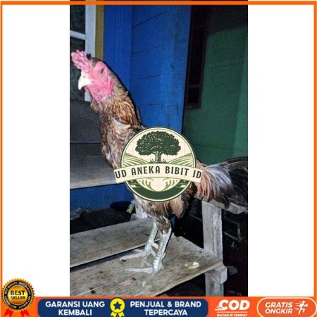 

ayam bulbi tampar tampar telur fertill terbaru original berkualitas UD ANEKA BIBIT ID