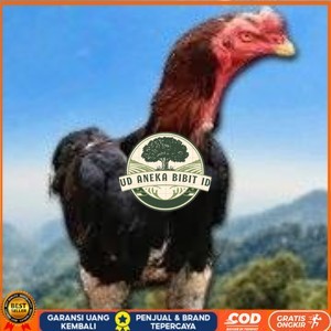 

telur tetas ayam shamo siap di tetaskan vertil super garansi UD ANEKA BIBIT ID