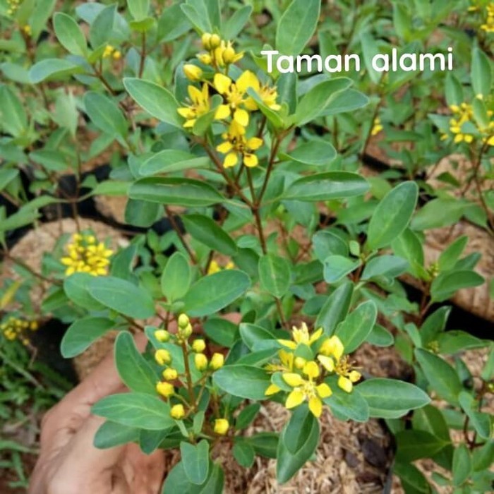 tanaman hias bunga hujan emas - pohon bunga hujan emas