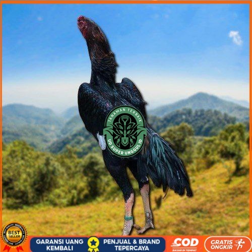 

SHAMO JEPANG TELUR FERTIL FRESH UD_SUPER_UNGGUL_ID