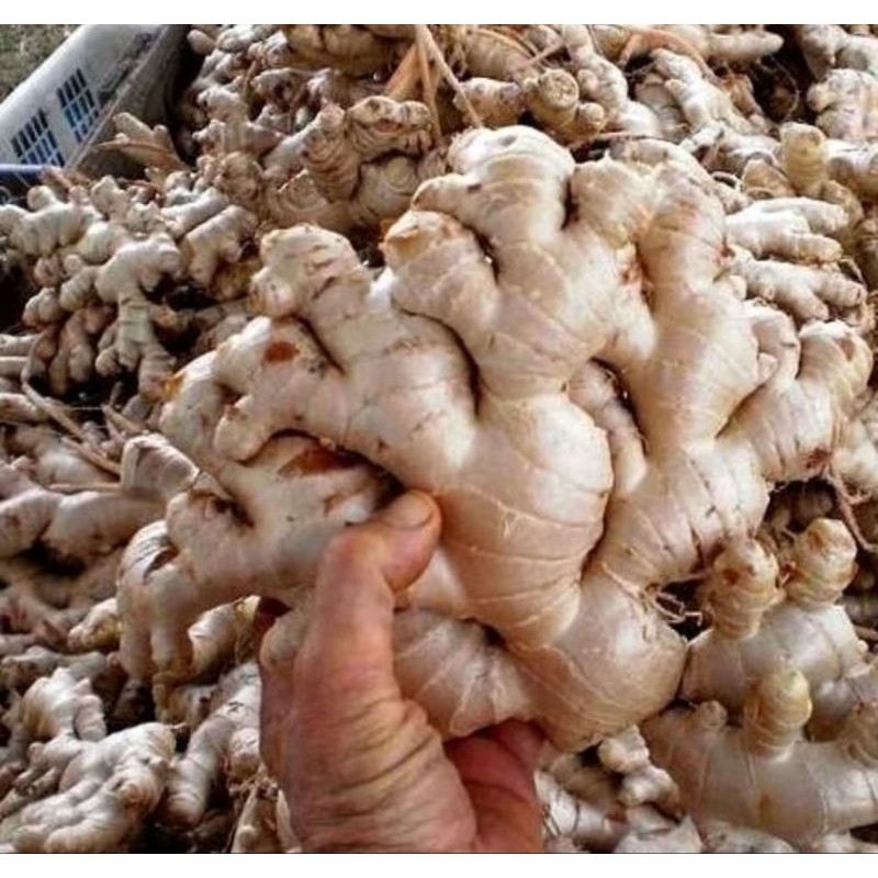 

250gram / 1/4kg JAHE GAJAH ASLI Fresh termurah terlaris