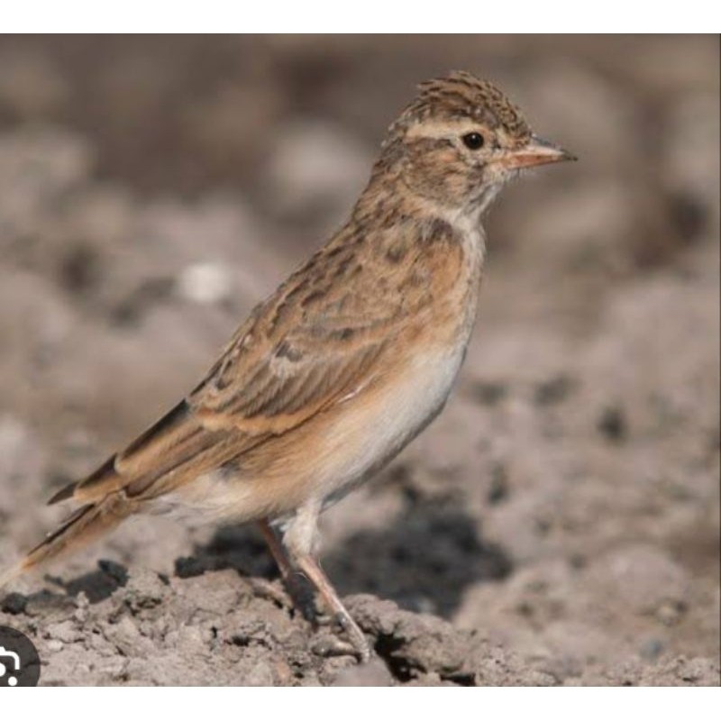 BRANJANGAN SHORT TOED LARK JANTAN
