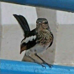 kacer jabar trotolan jantan pilihan paruh tebal