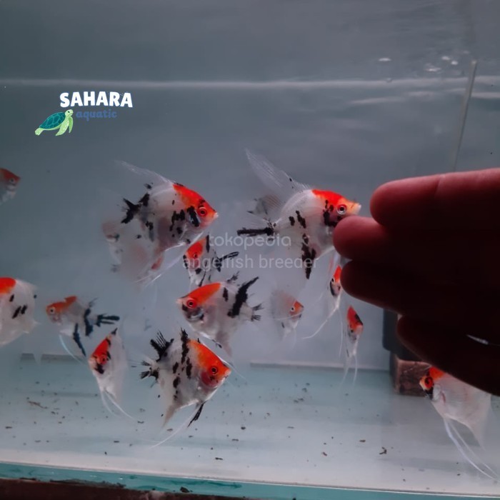 manfish koi ikan layang manfis kepala merah
