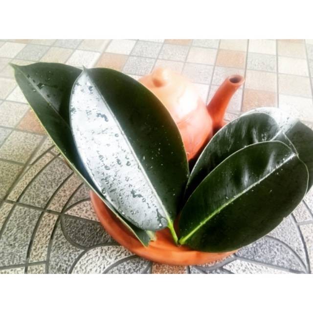 

Daun Karet Kebo Segar Obat Stroke 100gr (Bayar Di Tempat) COD
