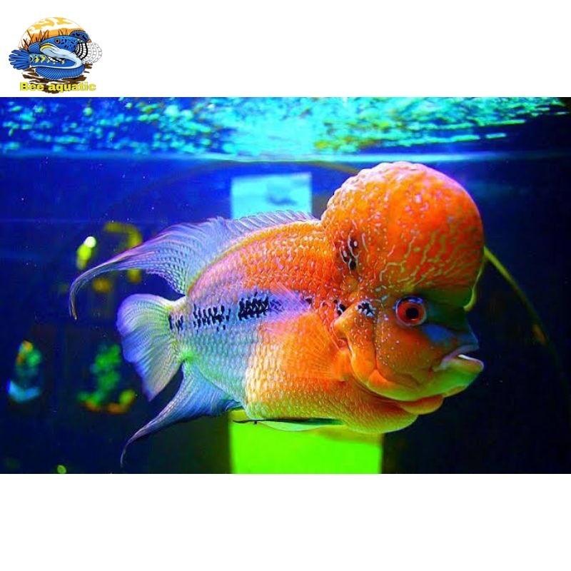 burayak  lohan SRD X GB hybreed louhan gen import laki firles