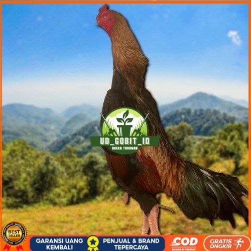 

telur fertil ayam shamo super garansi UD_GOBIT_ID