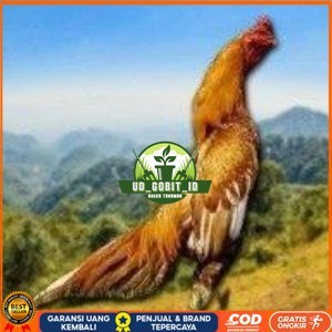 

Telur Shamo X BK clasik (telur fertil) UD_GOBIT_ID