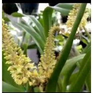 Anggrek eria iridifolia spike / tanaman hias anggrek hutan