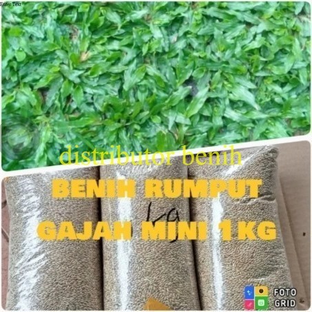 Benih Biji Rumput Gajah Mini - Bibit Rumput gajah mini 1Kg
