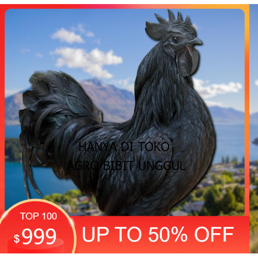 

telur ayam cemani lidah hitam ( asli ) bisa untuk di tetaskan jumbo agro.bibit.unggul
