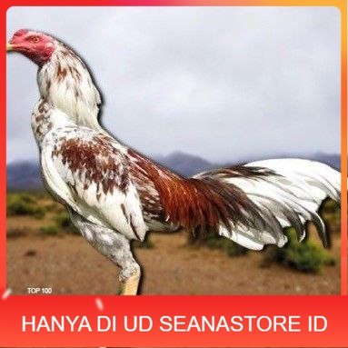 

telur tetas ayam pama berkualitas unggul UD SEANASTORE ID