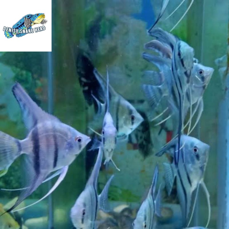 Manfish Blue Pinoy 2.5 - 3 cm angel fish