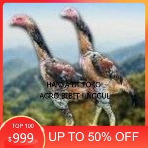 

telur tetas ayam shamo super berkualitas unggul agro.bibit.unggul