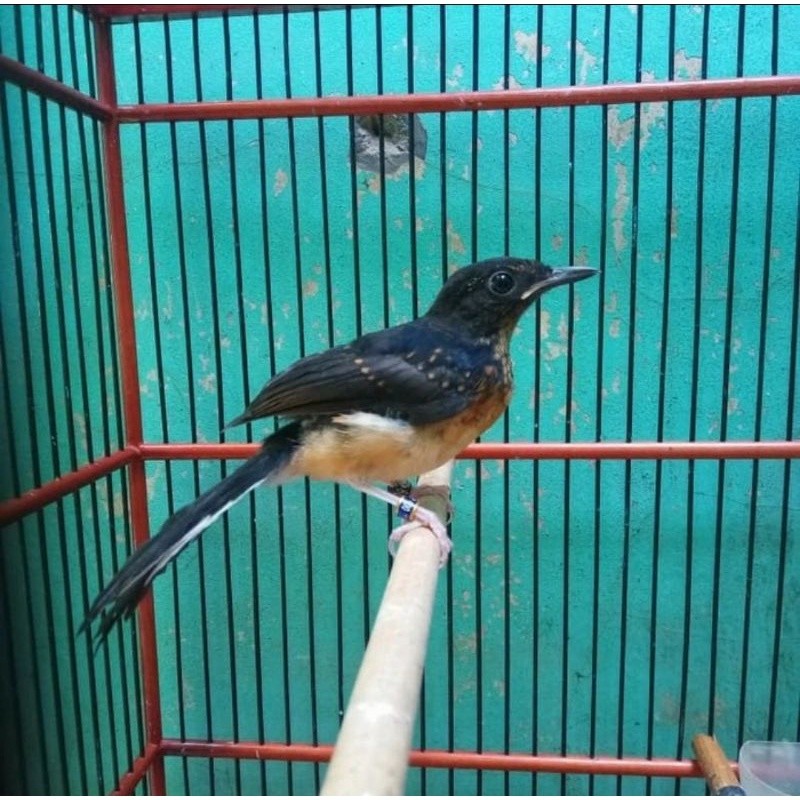 murai medan trotolan pilihan ring peternak resmi trah prestasi ( jantan )