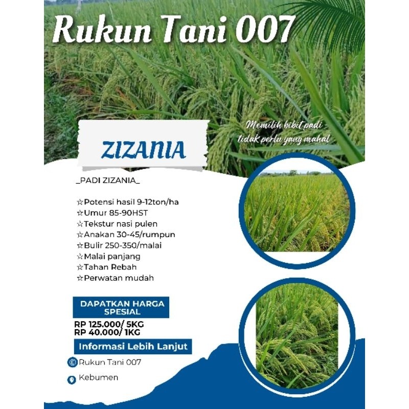 Bibit Benih Padi Zizania Premium Original 5kg