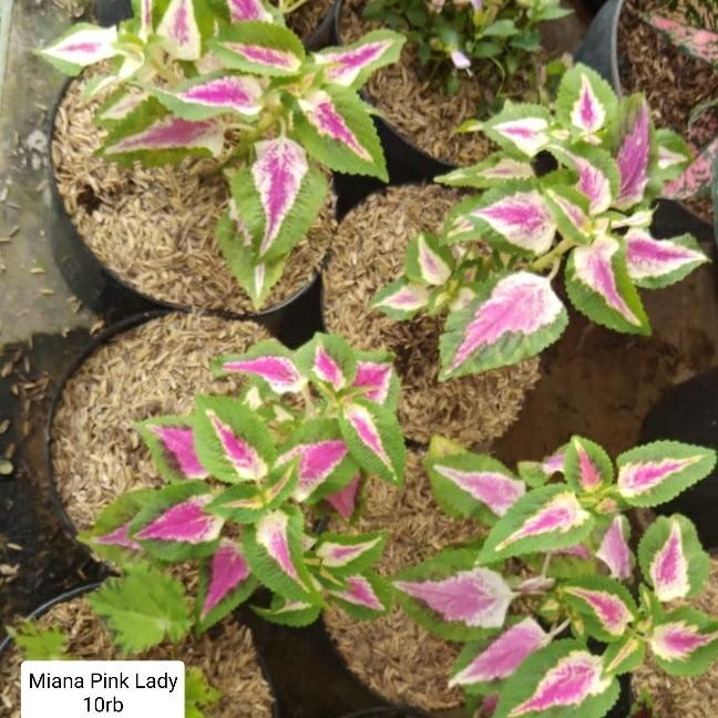 Tanaman Miana Pink Lady