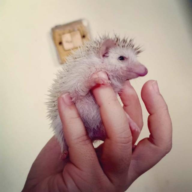 Landak mini lamin hedgehog hedgebog landak susu