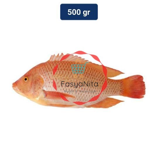 

Ikan Nila Merah 1 Pack (425 - 525 gr) - Fasyanita Denpasar