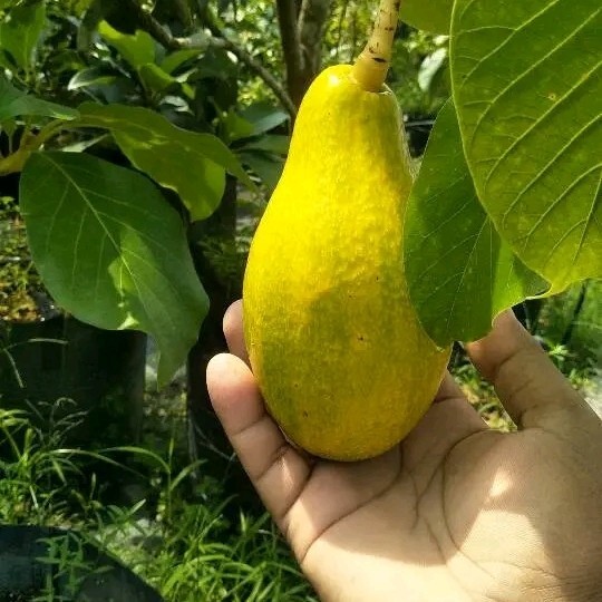 PAKET HEMAT 4 Bibit alpukat yellow vietnam