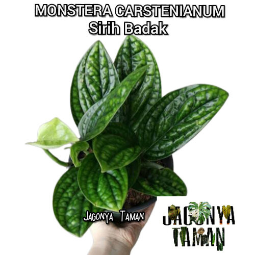 tanaman hias sirih badak - tanaman sirih badak -siri badak