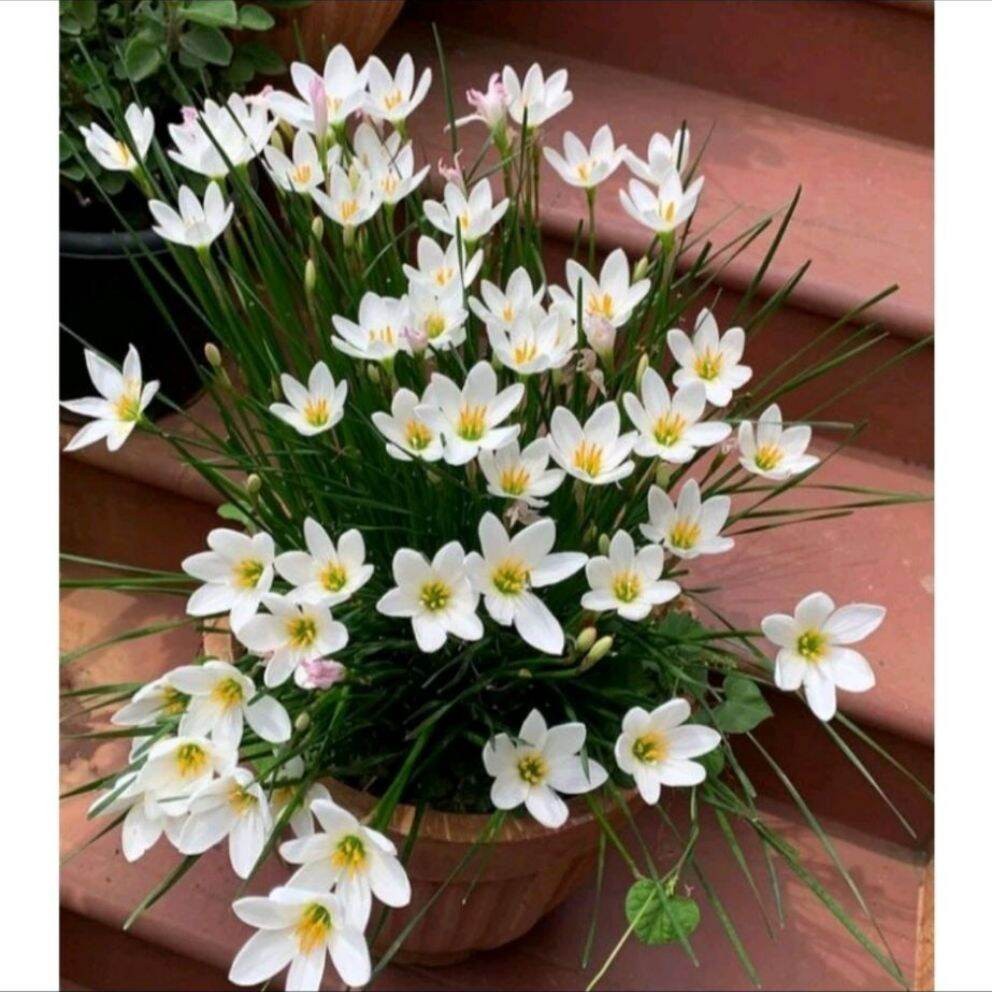 tanaman hias kucai tulip bunga putih/bibit pohon tulip putih