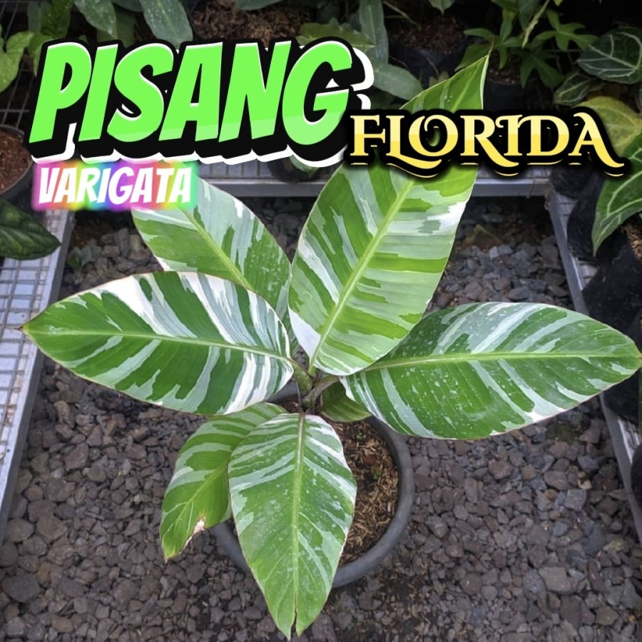 bibit pisang varigata mewah TANAMAN HIAS HIDUP bibit pisang varigata