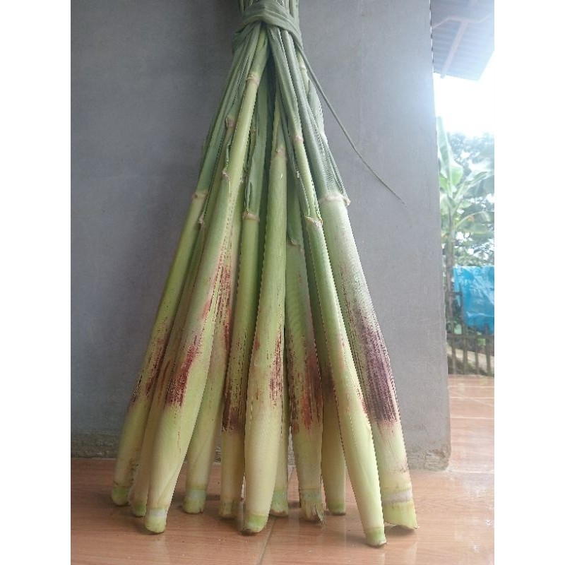 

terubuk sayur/terubuk telur dijual murah per 1kg ready stok