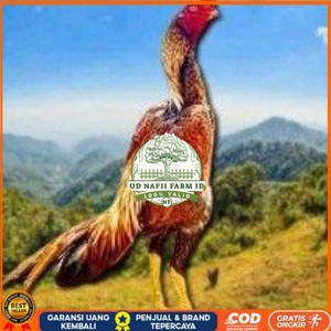 

telur tetas ayam shamo super jumbo super garansi UD NAFII FARM ID