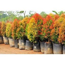 

BIBIT PUCUK MERAH SUPER|(BISA COD)