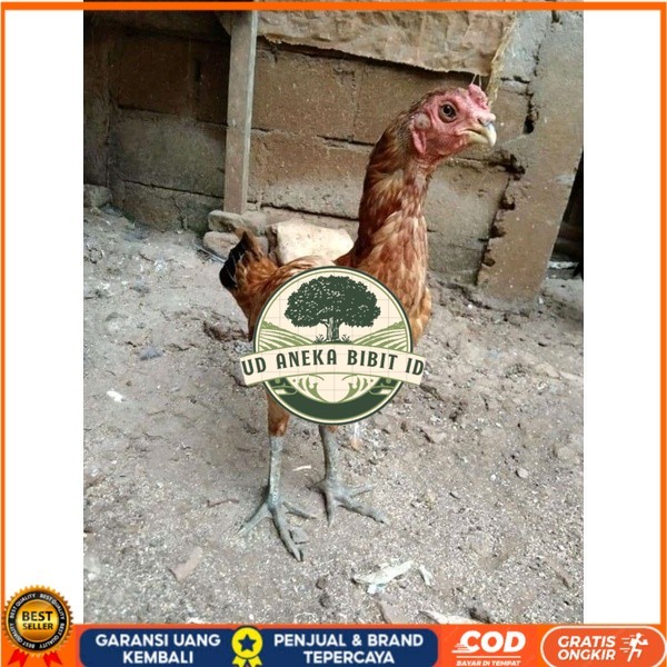 

Asel Beak Parrot terlur terlaris original berkualitas UD ANEKA BIBIT ID