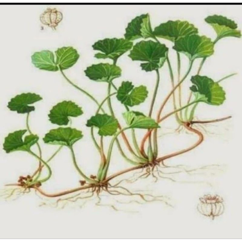 

daun pegagan herbal segar per 500gr fres