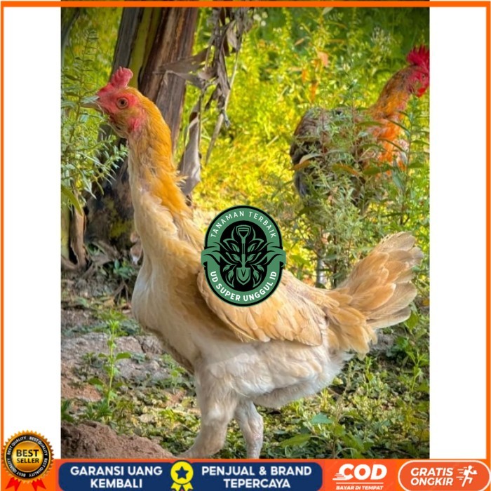 ayam Plucker/Plakerr mewah(telur fertill) original berkualitas UD_SUPER_UNGGUL_ID