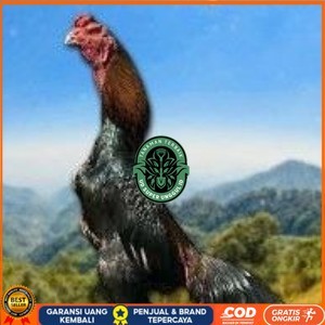 

telur tetas ayam shamo hitam merah UD_SUPER_UNGGUL_ID