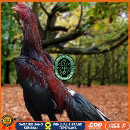 

Telur Ayam Pakhoy Ori Thailand Vertil Siap Di Tetaskan Jaminan Super Oiginal Bergaransii UD_SUPER_UNGGUL_ID