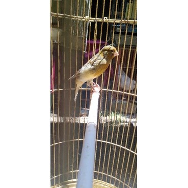 burung kenari Afs gacoran