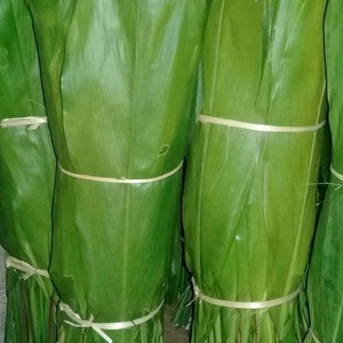 

Ready Bahan Bungkus Bakcang Daun Andong 1Kg/Daun Hanjuang Segar