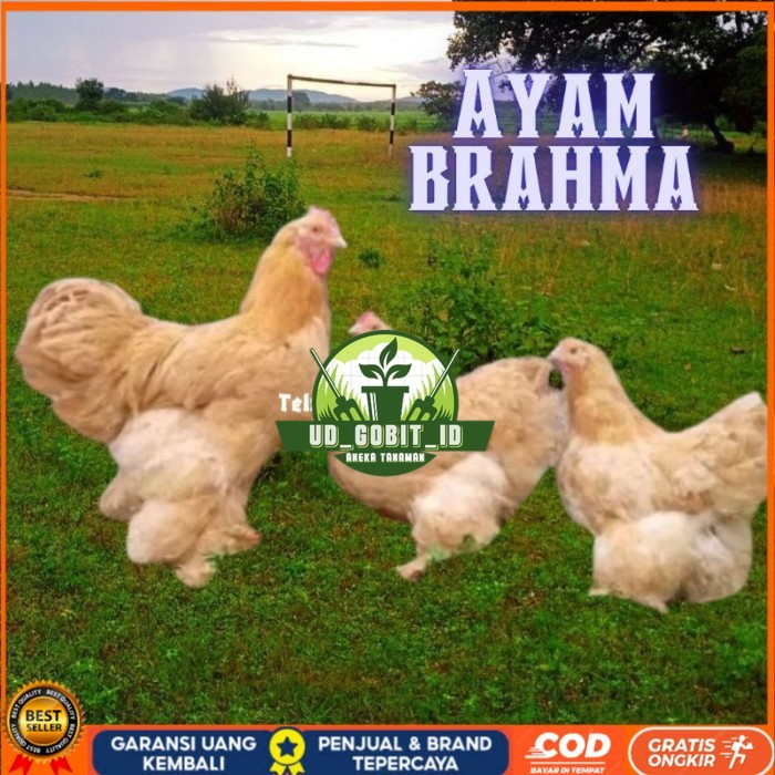 

telur ayam brahma asli bisa untuk di tetaskan original berkualitas UD_GOBIT_ID