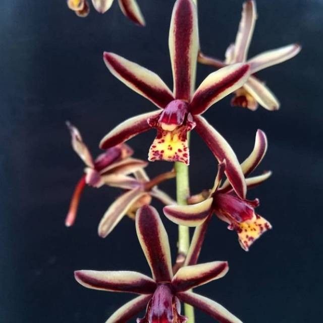 Anggrek Cymbidium Bicolor Dewasa