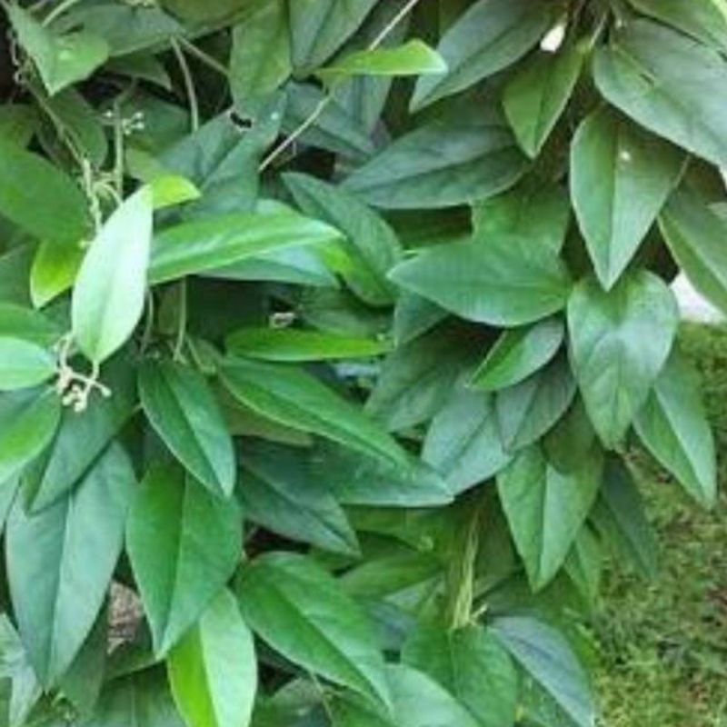 

Promo Daun Cincau Segar, Cincau Jelly, Cincau Rambat, Cincau Hijau 1 kg (1)